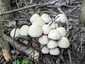 Fehér porhanyósgomba (Psathyrella candolleana), Budai-hegység
